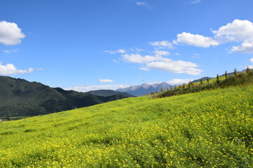 Yellow flowery meadow on a sunny day, mountain backdrop, blue skies with white clouds, autumn, Qilian, China