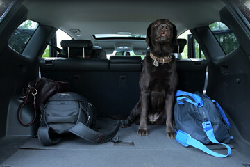 Three bags and a brown labrador retriever are in the trunk of an SUV. Travel Fees