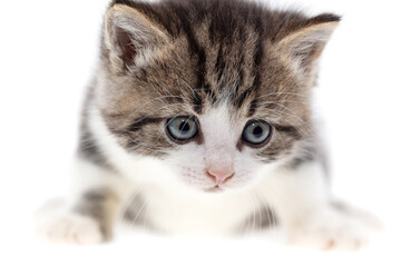 Small kitten isolated on a white background.