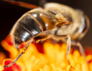 Naklejka premium Close-up of a bee on a flower.