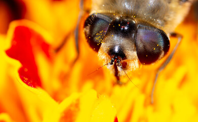 Close-up portrait of a bee on a flower.