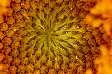 Close-up of sunflower pollen as background.