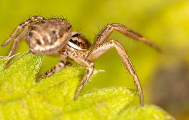 Close-up of a spider in nature.