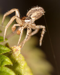 Close-up of a spider weaves a web in nature.