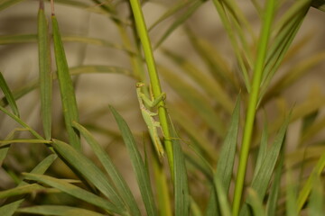 cute big eyes green mantis walking up the Areca stem