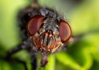 Close-up portrait of a fly in nature.