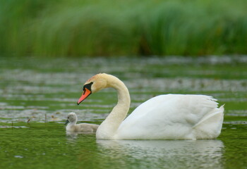 Łabędzie na jeziorze. Ptaki © Adam