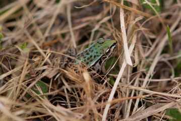 トノサマガエル
