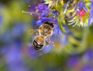 A bee collects honey on blue flowers