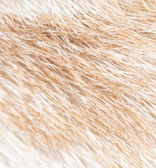 Close-up of fur of a ginger cat as background.