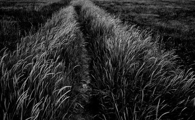 Grasses in the dike foreland
