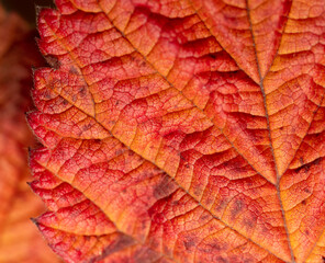 Fototapeta premium Autumn leaf as an abstract background