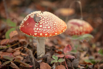 The red fly agaric mushroom grows in the forest.