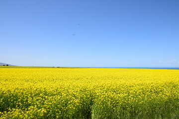 Yellow flowery field with blue skies, near Qinghai Lake, Qinghai, China.