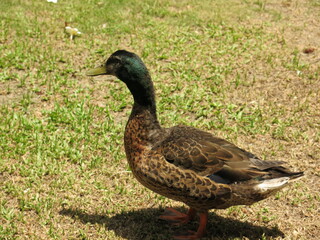 Naklejka na ściany i meble the ducks are walking on the grass to find something to eat