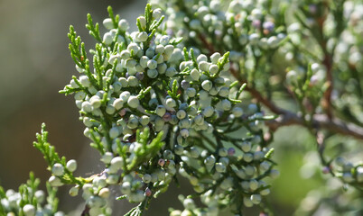 Close up of thuja branches in the park.