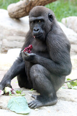 Naklejka premium Gorilla