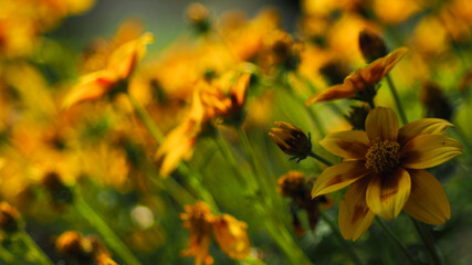 Macro de belles fleurs jaunes orangées