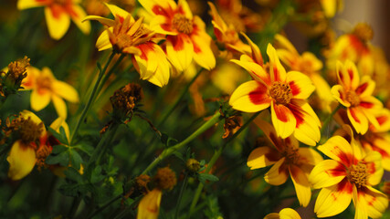 Macro de belles fleurs orangées