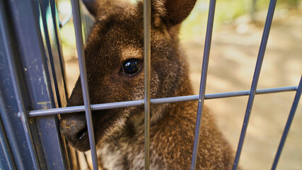 Sad kangaroo behind bars. Sad eyes of an animal in captivity, concept free animals
