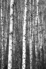 Fototapeta premium Young birches with black and white birch bark in spring in birch grove against background of other birches