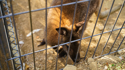 Sad kangaroo behind bars. Sad eyes of an animal in captivity, concept free animals