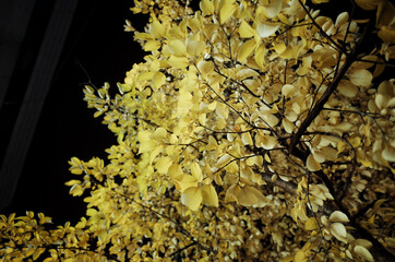 잎이 노랗게 물든 은행 나무의 밤