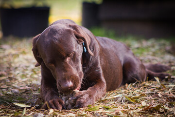 Chocolate labrador 8 month old puppy chewing a bone on an autumn day.