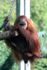 Sumatra-Orang-Utan