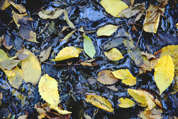 Background of fallen autumn leaves on a mud surface, top view.