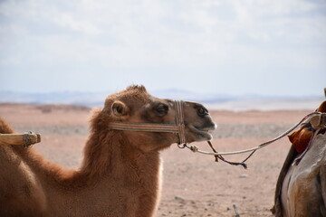 Side portrait of camel with head harness, desert sand dune backdrop, Gansu, China