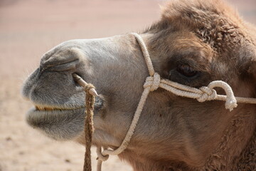 Super close up side profile view of camel with nose piercing and head harness, Gansu, China