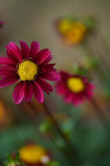 Obraz premium ダリア