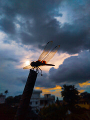 Fototapeta na wymiar helicopter at sunset