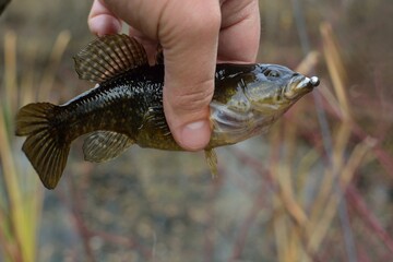 Summer fishing on the lake, Perccottus glenii