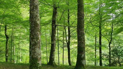 En el bosque