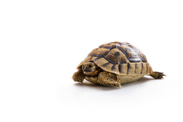 Reptiles living on the planet for many years