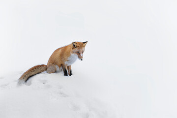 キタキツネ 冬 雪の中 北海道