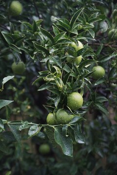 Limes on a tree