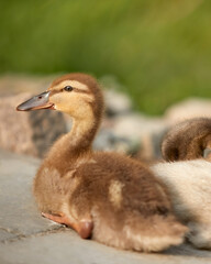 Duckling mixed breed of mallard and Indian runner duck