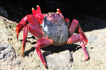 rote_Klippenkrabbe