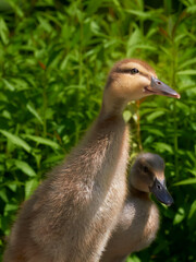 Duckling mixed breed of mallard and Indian runner duck