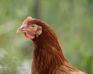 Close up portrait of a red chicken