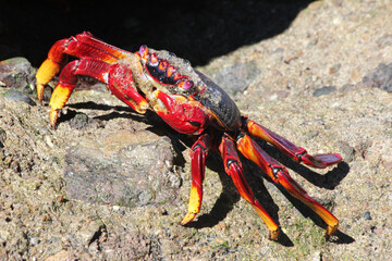 rote_Klippenkrabbe