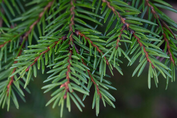 Fototapeta na wymiar Green branch of spruce with brown branches