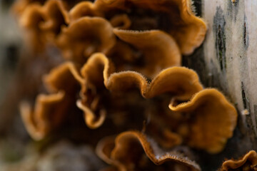 Yellow-brown tree mushrooms growing on a birch log