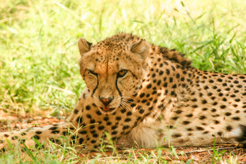Closeup of a cheetah resting in the bushveld during the day.