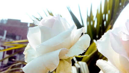 Fototapeta na wymiar Colorful, beautiful, delicate rose in the garden