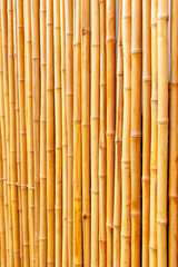 View of several bamboo sticks in vertical form