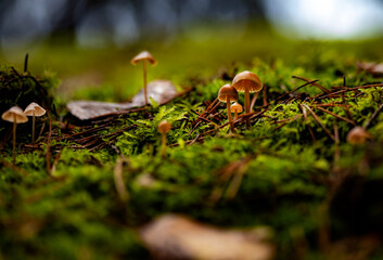 Small light brown mushrooms with thin legs growing on dark green moss